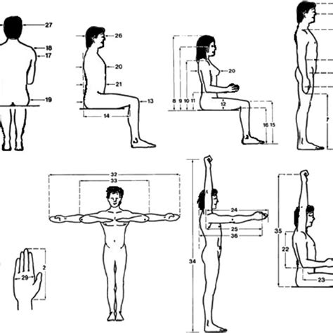 Body Measurement In Standingsitting Position Download Scientific