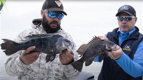 Gear Tackle Buzzards Bay Black Sea Bass S E On The Water