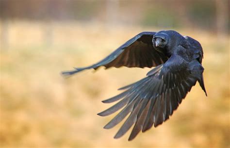 I Am Not A Great Fan Of Ravens But This One Looked Pretty I Hope You Like Him Raven Bird
