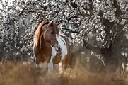 Pferdebild by Melanie Sebastian Photography Tierfotografie ...
