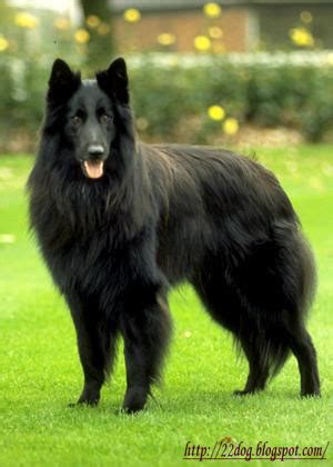 Belgian shepherds require frequent face time and playtime with their master. Belgian Shepherd Dog