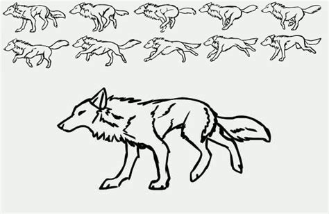 Image Detail For Basic Wolf Run Cylce Tutorial Animated By