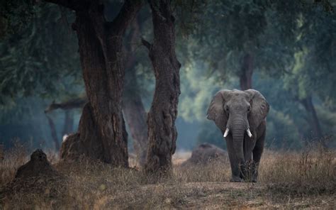 Download Wallpapers African Elephant Forest Wildlife Elephants Wild