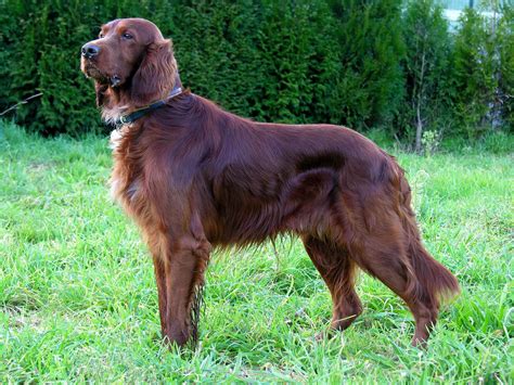 Irish Setter Dog Breed Information Pictures And More