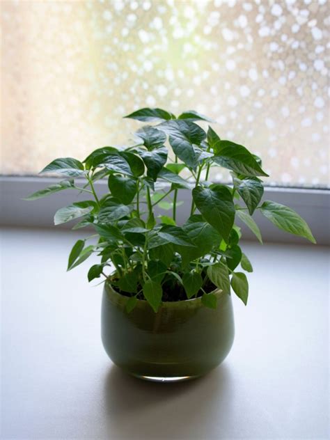 Overwintering Pepper Plants How To Keep Peppers Over Winter