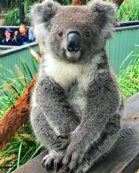 Koala🐨 On Instagram “have You Ever Seen Anything As Cute As Rosie 🐨