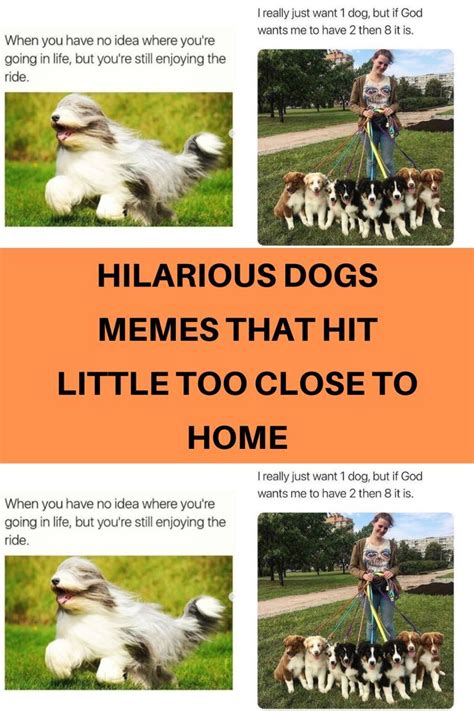 Hilarious Dogs Memes That Hit Little Too Close To Home Dog Memes
