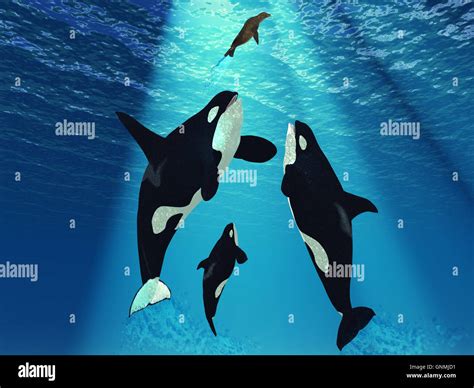 Bull Killer Whale Hi Res Stock Photography And Images Alamy