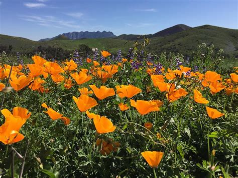 California Poppies And Lupine Photograph By Kristina Bliss Fine Art