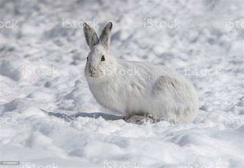 White Snowshoe Hare On Snow Stock Photo Download Image Now Istock