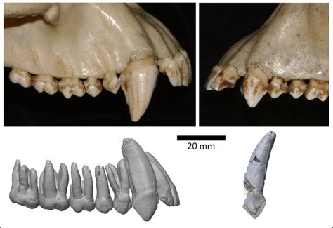 Canine Tooth Sexual Dimorphism In Human Evolution Popular Archeology