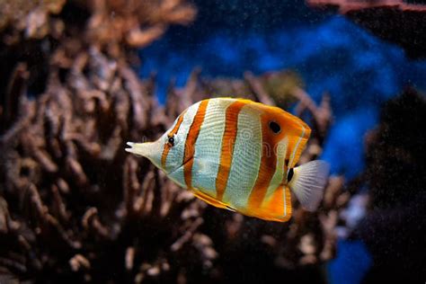 Copperband Butterflyfish Chelmon Rostratus Stock Photo Image Of