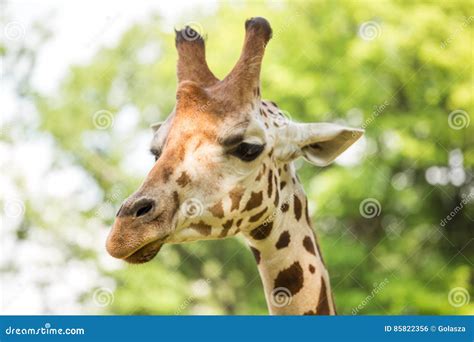 Close Up Of Beautiful Giraffe Stock Photo Image Of Baby Head 85822356