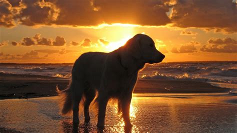 Download Wallpaper 1920x1080 Dog Sunset Beach Sky Sea Shadow Full