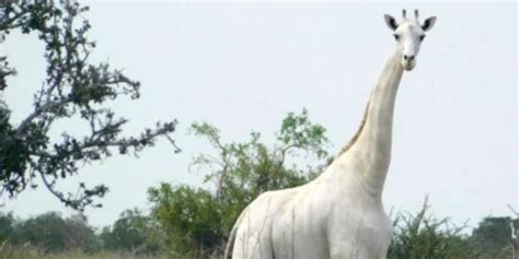 poachers kill rare white giraffes in kenya netizens fume