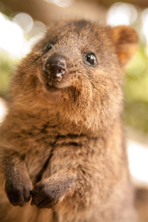 Fun Facts About Cute Animals Quokka Edition Explore Awesome