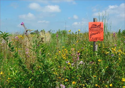 wi pf mix x standard pollinator and monarch safe cp38e 2 seed mix pheasants forever