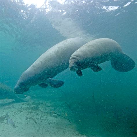 Manatees Florida Sea Grant