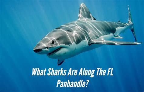 Are There Sharks Along The Beaches Of The Florida Panhandle Emerald