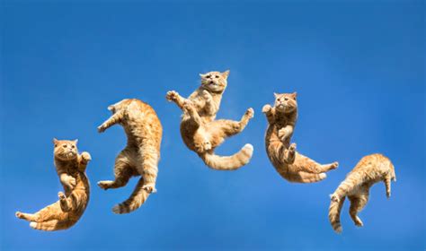 Jumping Cat Images Browse 51431 Stock Photos Vectors And Video