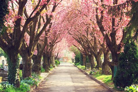 Road With Blooming Trees In Spring Stock Foto Adobe Stock