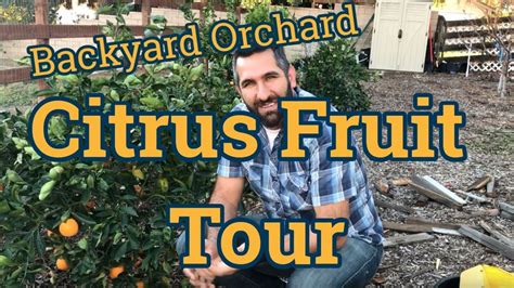 Citrus Fruits Backyard Orchard Tour Youtube