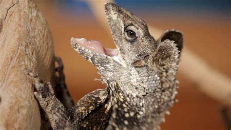 5 Cool Facts About Frilled Dragons Pet Reptiles Youtube