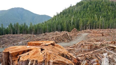 Petition · Bc Premier Christy Clark Stop The Logging Of