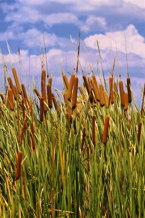 Hdr Image Of Cattails Typha Orientalis With Is Brown Sausage Like
