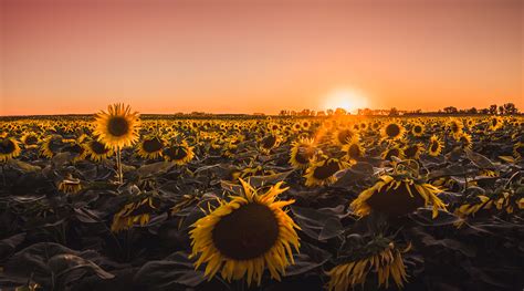 Sunflowers Farm Golden Hour 5k Hd Flowers 4k Wallpapers Images