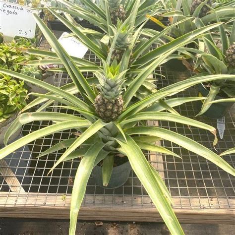 Ornamental Pineapple Plants For Sale Garden Goods Direct