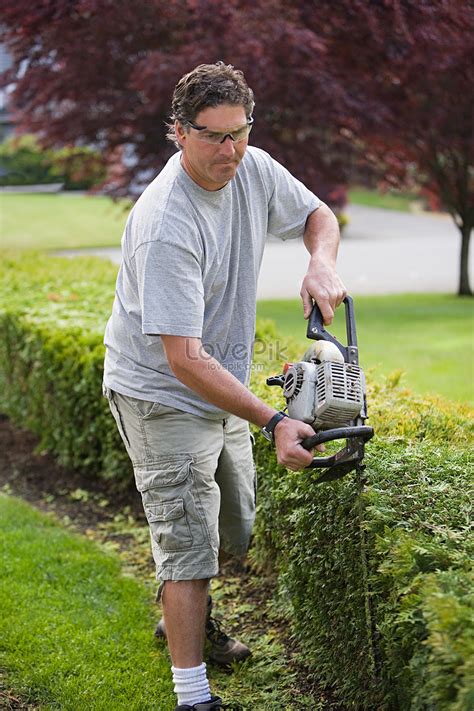 Gardener Trimming Hedge Picture And Hd Photos Free Download On Lovepik
