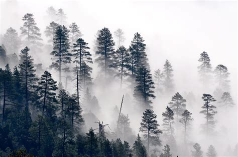 Trees In The Mist Morning Misty Clouds Settle In East Clea Flickr
