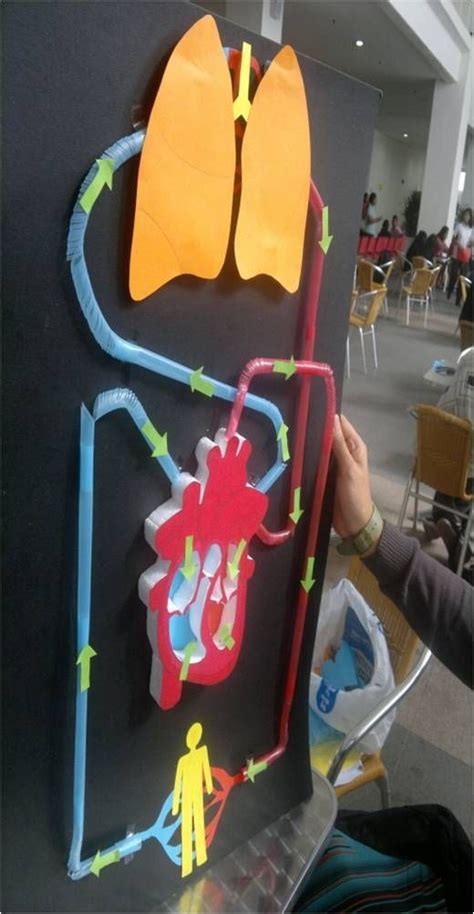 Great model of the circulatory system. | Biology projects, Science fair
