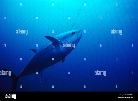 Bluefin Tuna Fish Swimming Underwater Hi Res Stock Photography And