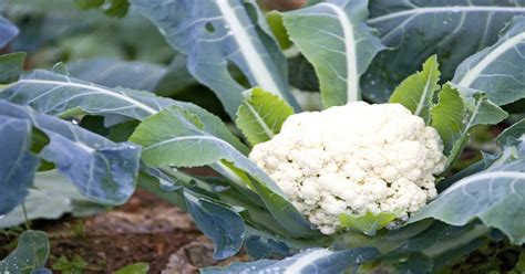 Cauliflower How To Plant Grow And Care For Giy Plants