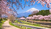 7 Tage Urlaub zur Kirschblüte in Japan mit Guide | Tourlane