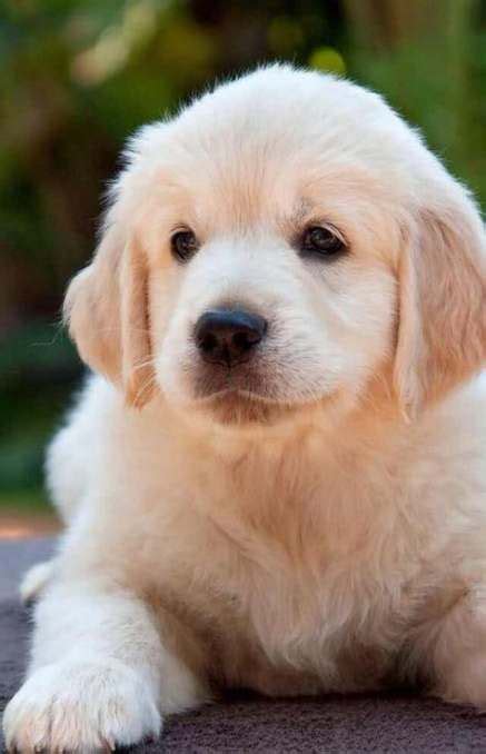 Super Dogs Golden Retriever Puppies Heavens 58 Ideas Dogs Golden