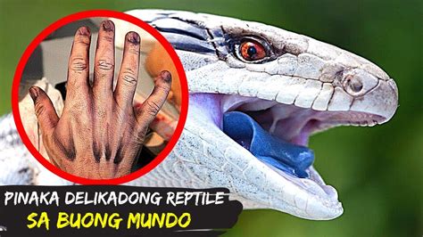 10 Pinaka Delikadong Reptile Sa Buong Mundo Youtube