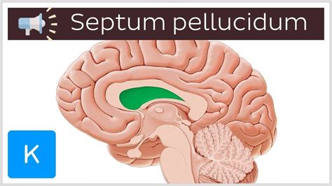 Kenhub Do You Know How To Say Septum Pellucidum How Facebook