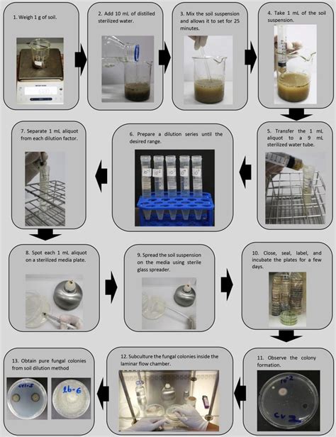 Dilution Method For The Isolation Of Soil Fungi Download Scientific