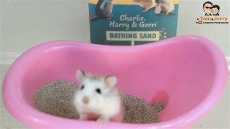 Remy Our Dwarf Hamsters First Sand Bath In Full Hd 1080p Youtube