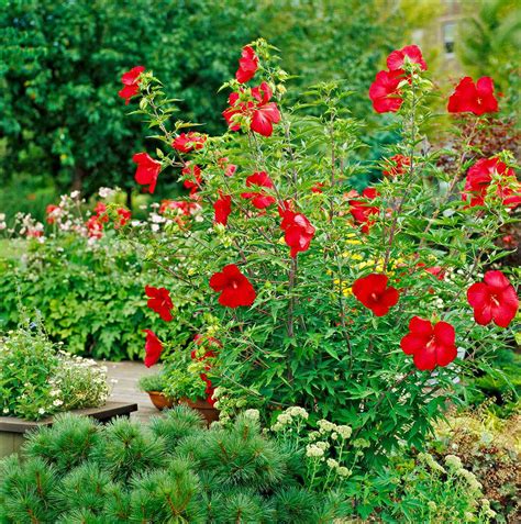 Red Perennial Flowers That Bloom All Summer Best Bulbs For Late