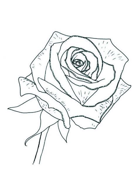This is not a physical product. Rose Coloring Page - Download & Print Online Coloring Pages for Free | Color Nimbus