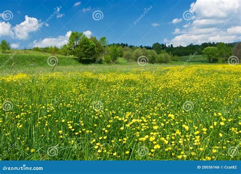 Meadow With Yellow Flowers Stock Photo Image Of Natural 20036166