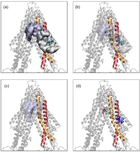 Docking Of Vinblastine And Rhodamine 123 To The Binding Sites On Pgp