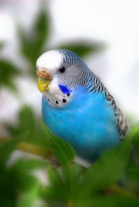 Blue Budgie By Nate A 500px Budgies Bird Budgie Parakeet Blue Budgie