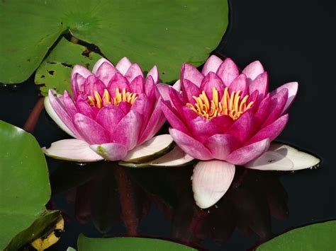 Lotus Water Lily Pink Free Photo On Pixabay Pixabay