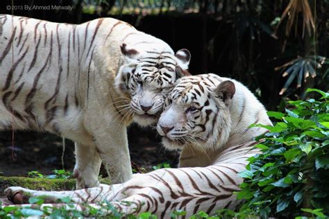 White Tiger Singapore Zoo © 2013 By Ahmed Metwally Singapore Zoo
