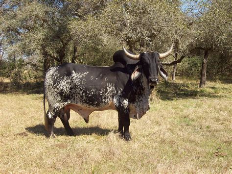 North west cattle farmer, heinrich bruwer, is a walking encyclopaedia on cattle breeds. File:Brahman cattle SB013.jpg - Wikipedia